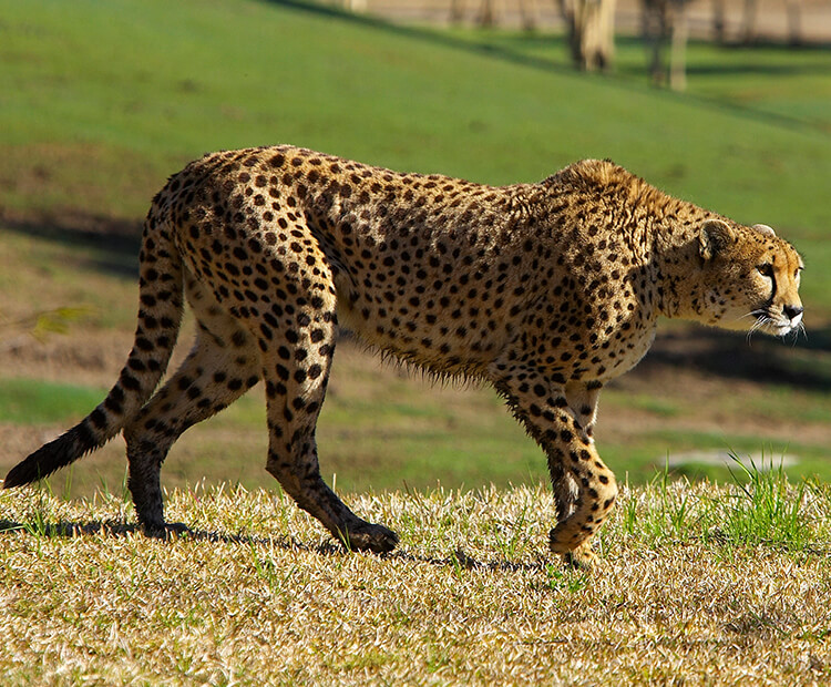 Cheetah walking