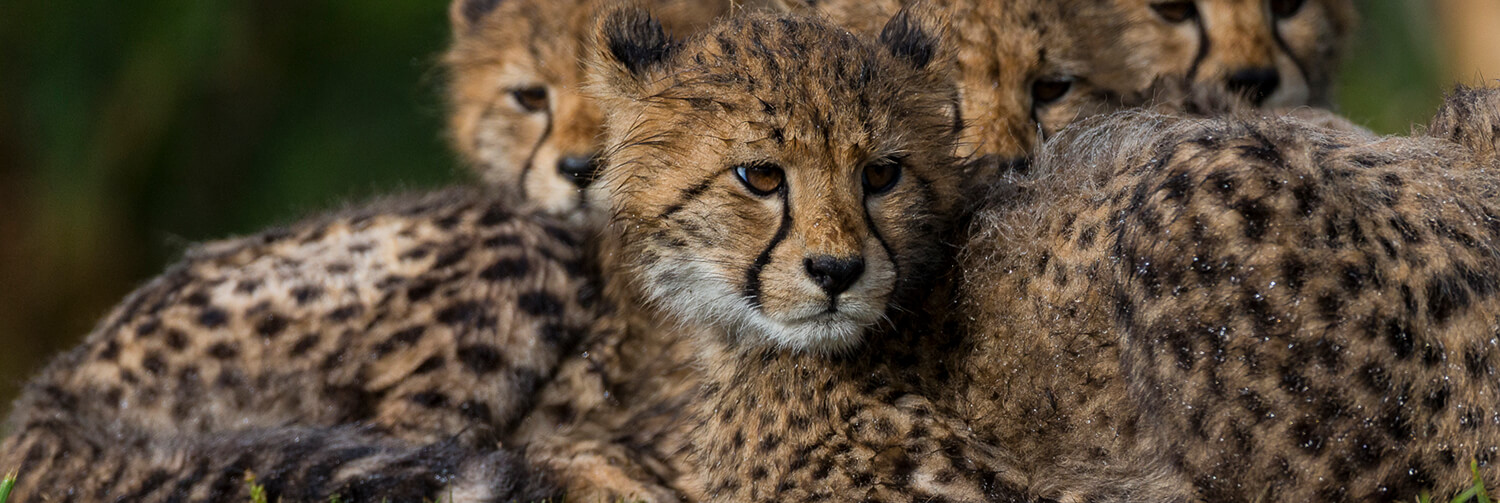 Cheetah cubs huddled together