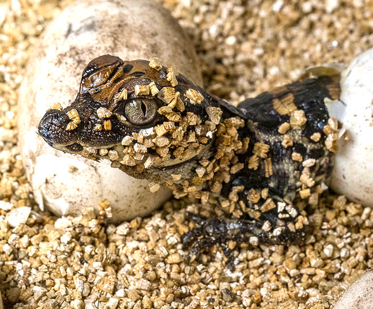 Dwarf crocodile hatching from its egg