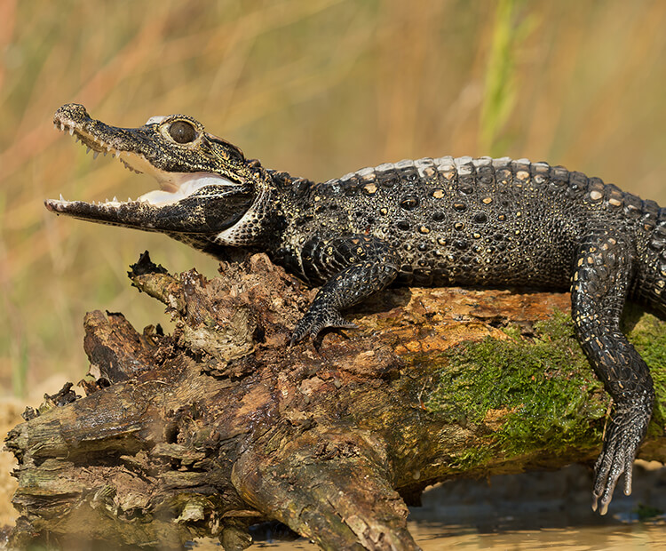Dwarf crocodile with mouth wide open sitting on log