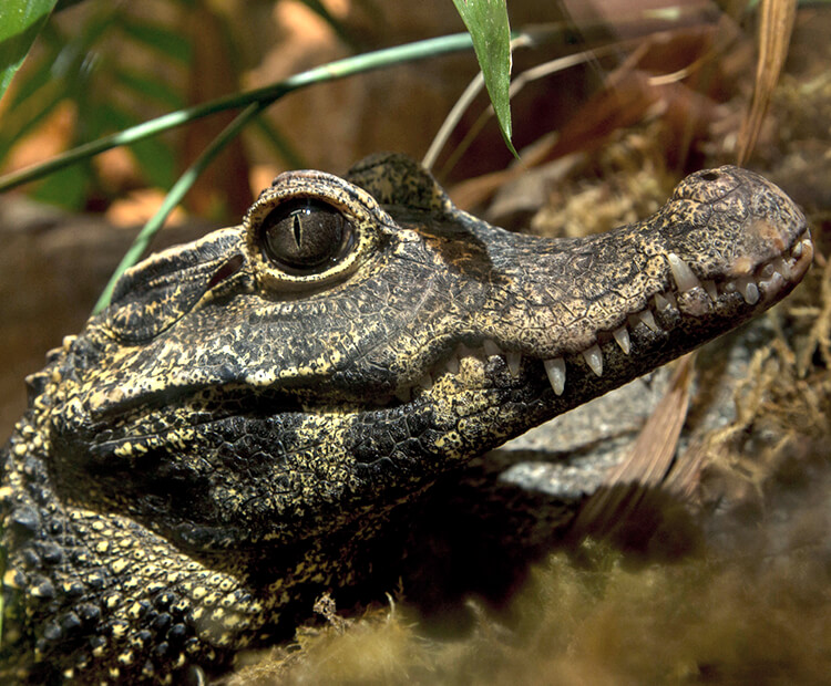Close-up of a dwarf crocodile's head, showing its teeth even with its mouth closed