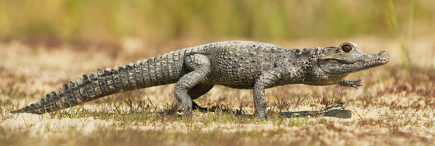 Dwarf crocodile walking across grassy sand with left leg raised