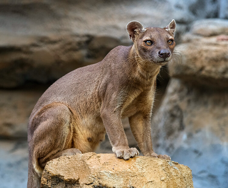 Adult fossa sitting on a wood stump