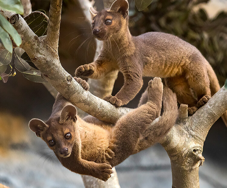 A pair of baby fossa climbing and hanging from a tree