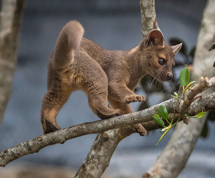 Fossa baby climbing a tree