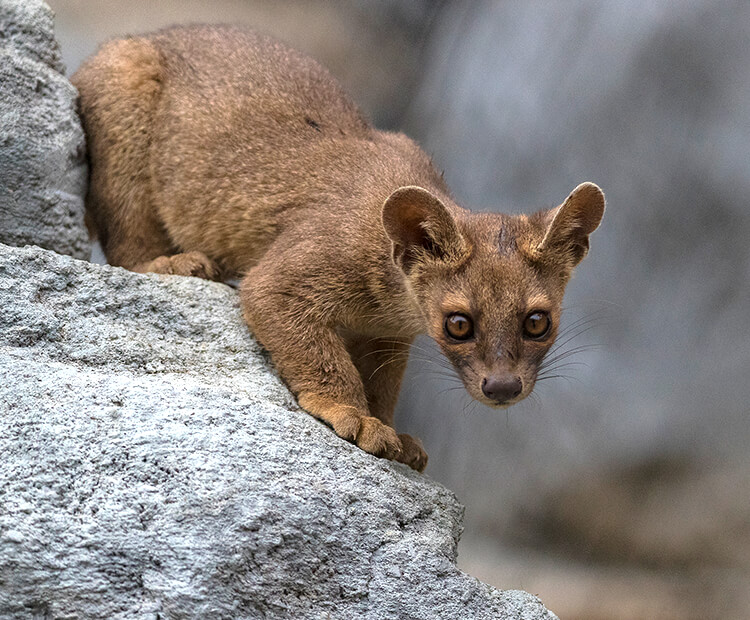 Fossa pup climbing down a rocky cliff