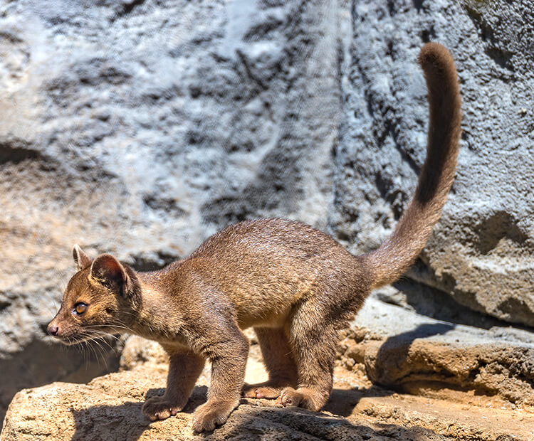 Fossa pup with tail raised