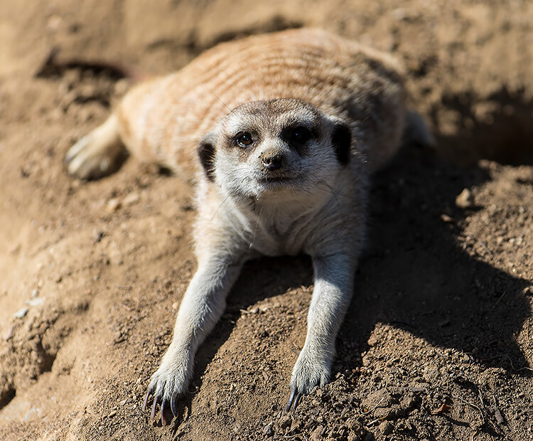 A meerkat displays its long claws as it lays on its stomach in a pause between digging.