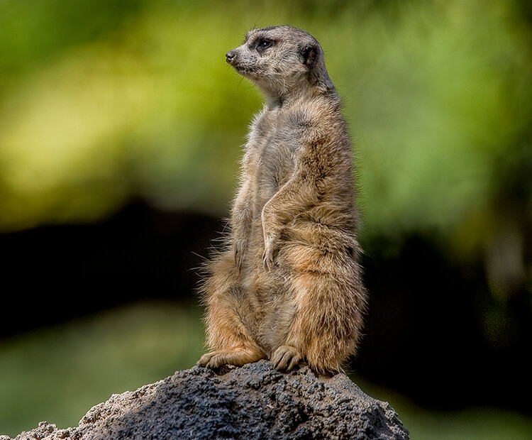 A meerkat stands guard atop a mound of dirt