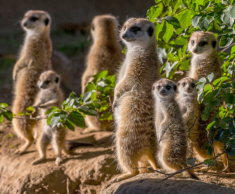 A mob of eight meerkats at attention