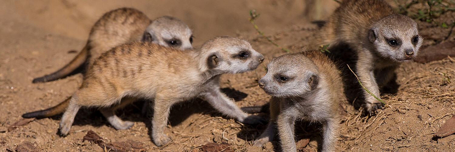 Four little meerkat pups keeping close together as they explore their habitat.