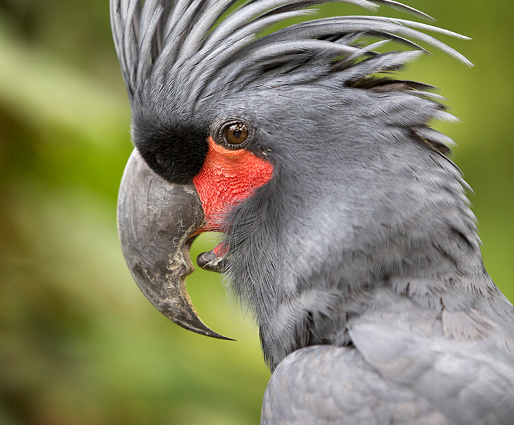 Baby Palm Cockatoo