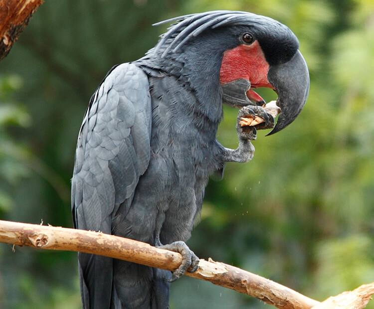 Palm cockatoo  San Diego Zoo Wildlife Explorers