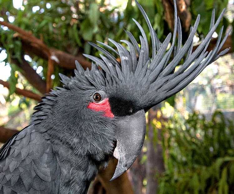 Male palm cockatoo with head crest feathers raised