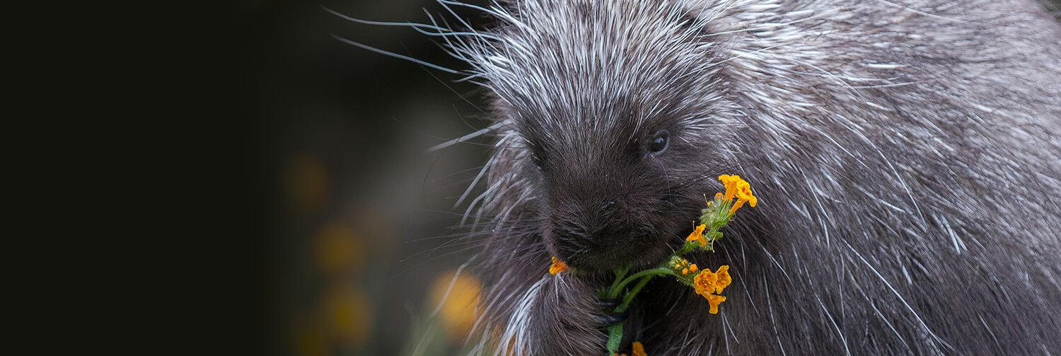 porcupine gnawing on flowers
