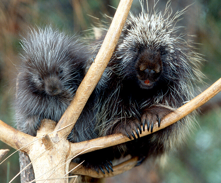 Porcupine mother with baby in a tree