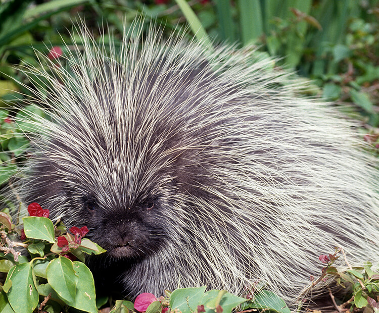 A very quill-covered porcupine laying in green vegetation