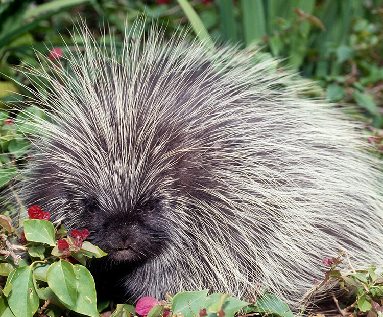 The porcupine that inhabits northern Minnesota is well known for