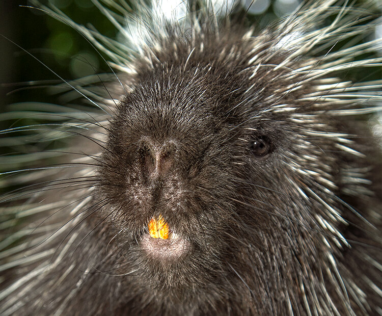 baby porcupine face