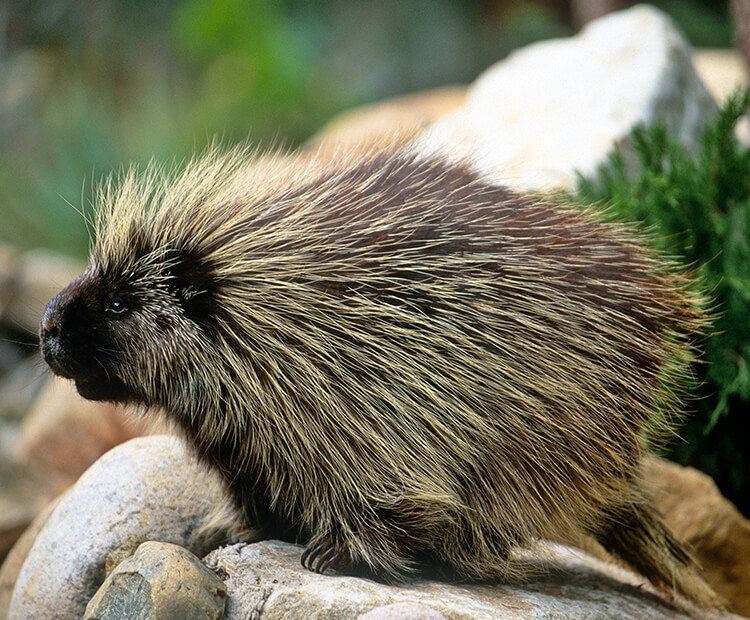 porcupine looking left as it stands on a boulder