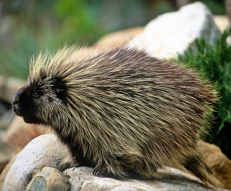 north american porcupine