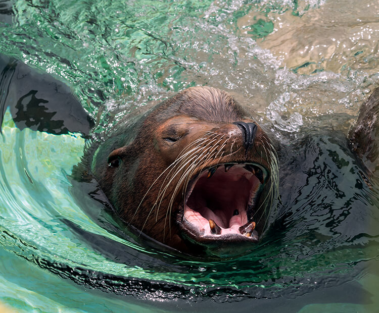 California sea lion  San Diego Zoo Wildlife Explorers