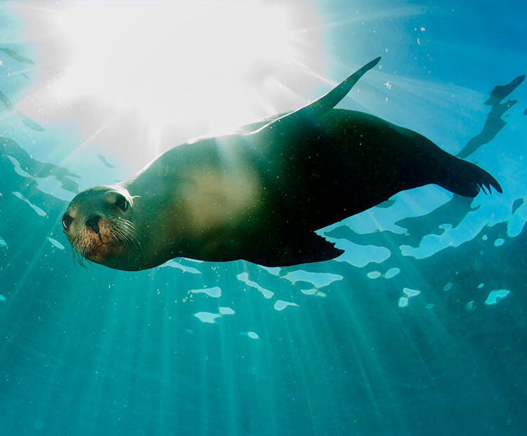 San Diego Sea Lions and Seals: A Guide and 5 Reasons to View Them in Water