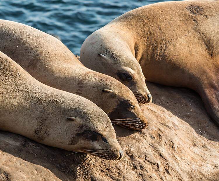 California sea lion | San Diego Zoo Wildlife Explorers