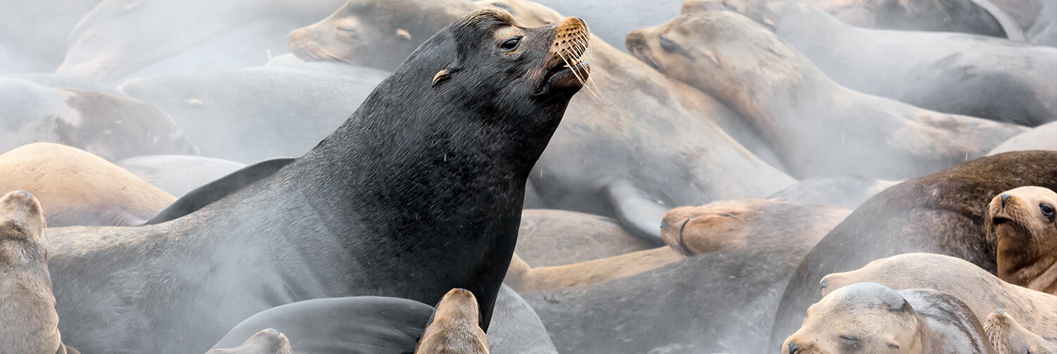 A male sea lion vocalising while on a oggy beach crowded with other sea lions resting 