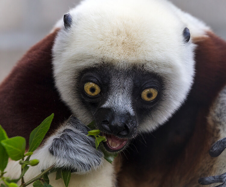 Sifaka eating leaves