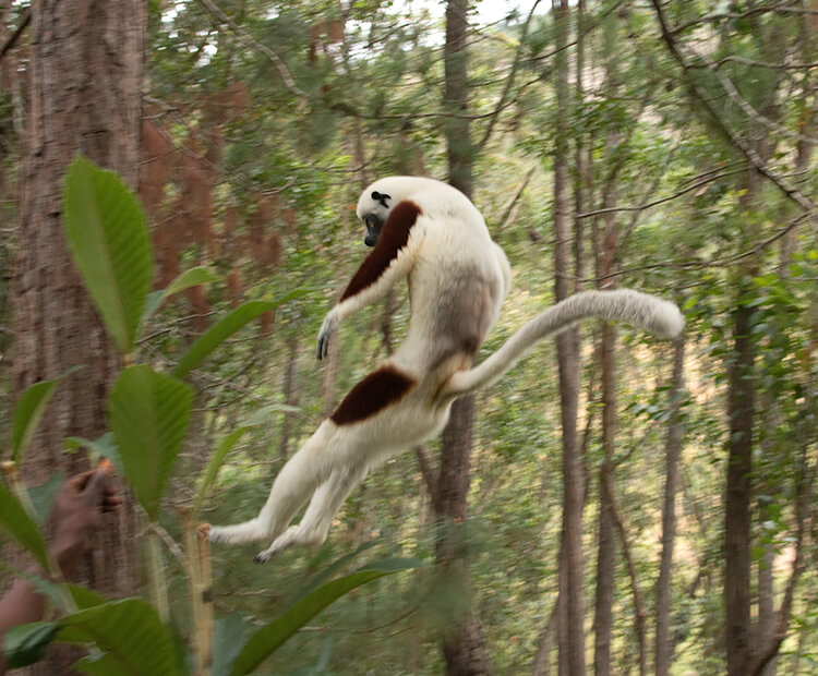 Cockerel's sifaka seeping from tree to tree.
