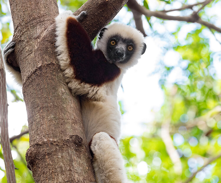 Sifaka hanging onto a tree