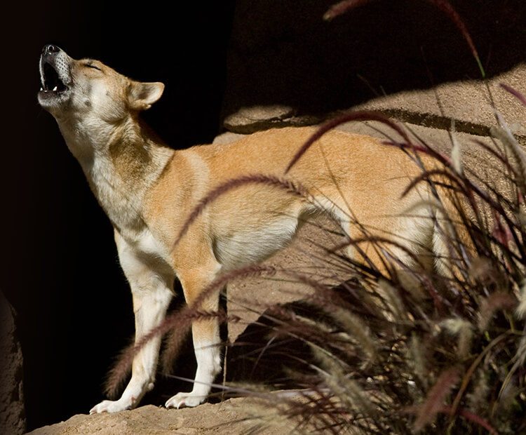 Singing dog howling