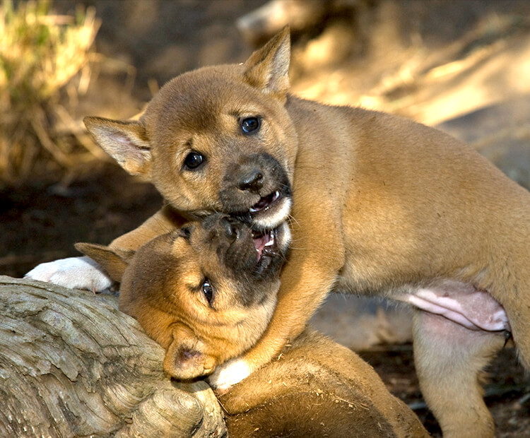 are new guinea singing dogs feral