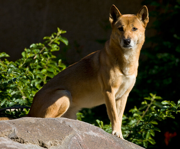 Singing dog sitting on a rock