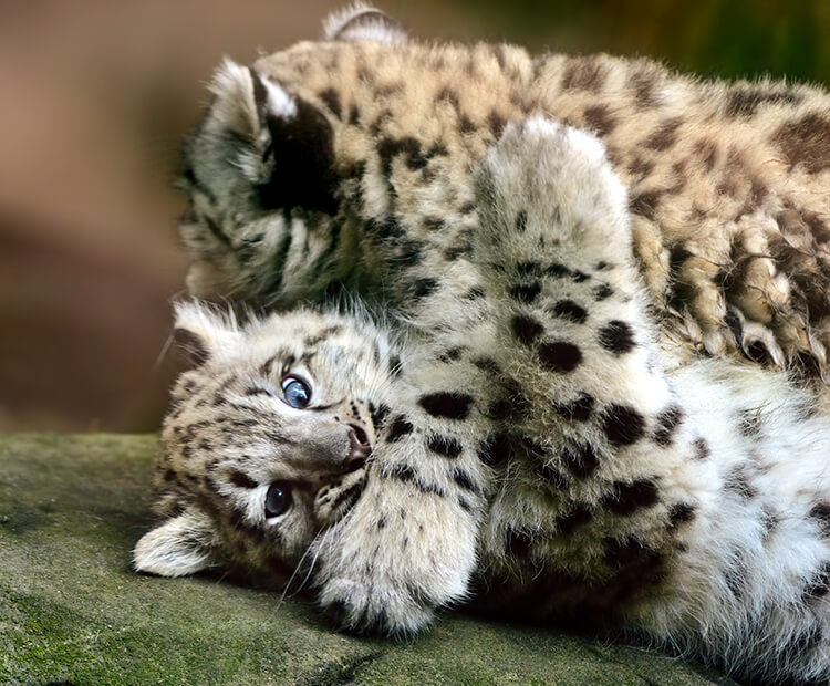Two young snow leopard cubs play fighting