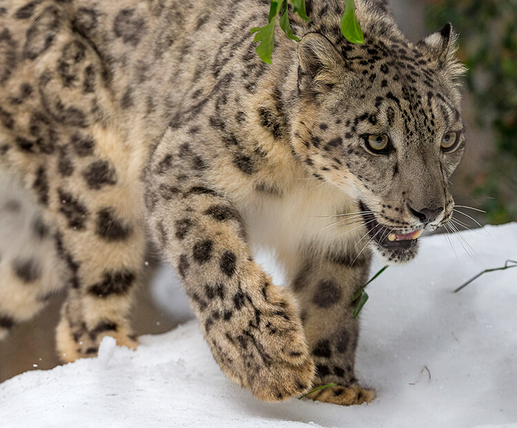 Snow leopard with large front paw raised