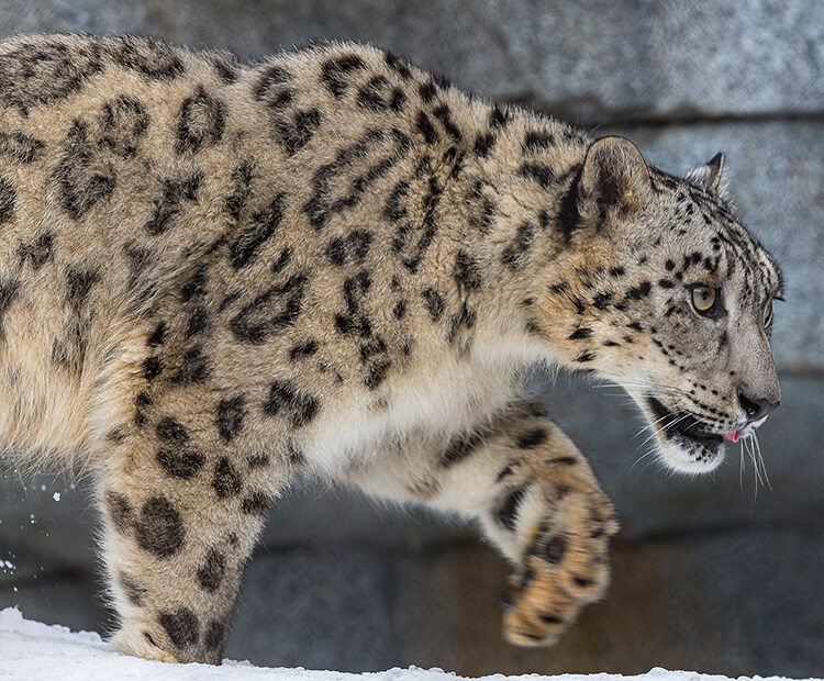 Snow leopard prowling through snow