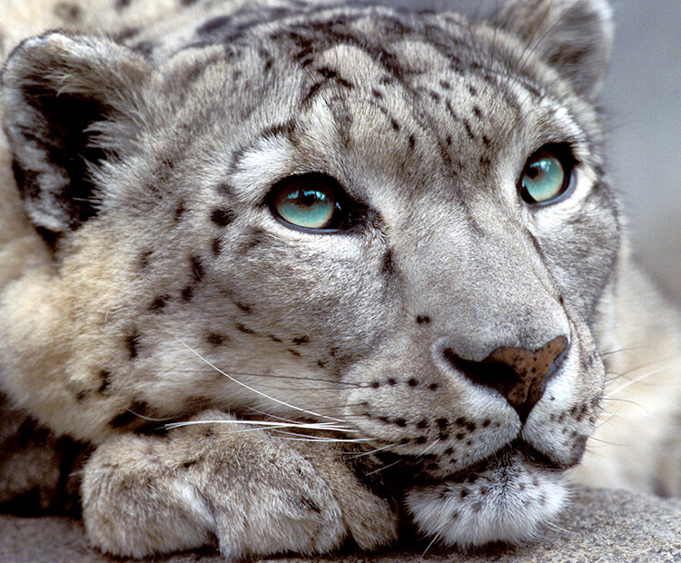 snow leopard resting