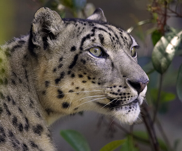 Snow leopard face in profile