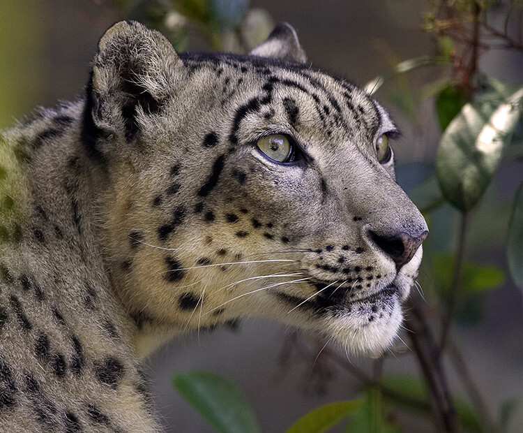 snow leopard profile