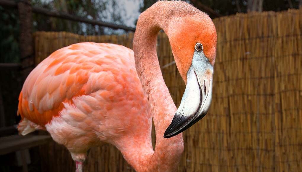 Floyd the flamingo standing in his pen