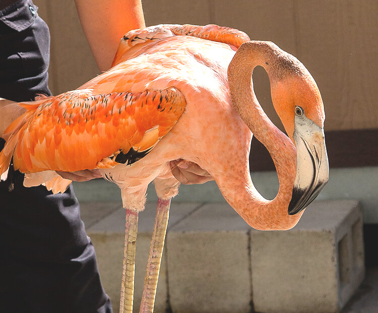 Floyd being held by a wildlife care specialist's hands