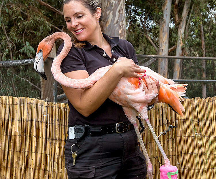 One of Floyd the flamingo's animal care specialists holds him up off his feet as his legs heal.
