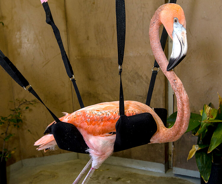 Flamingo sling store