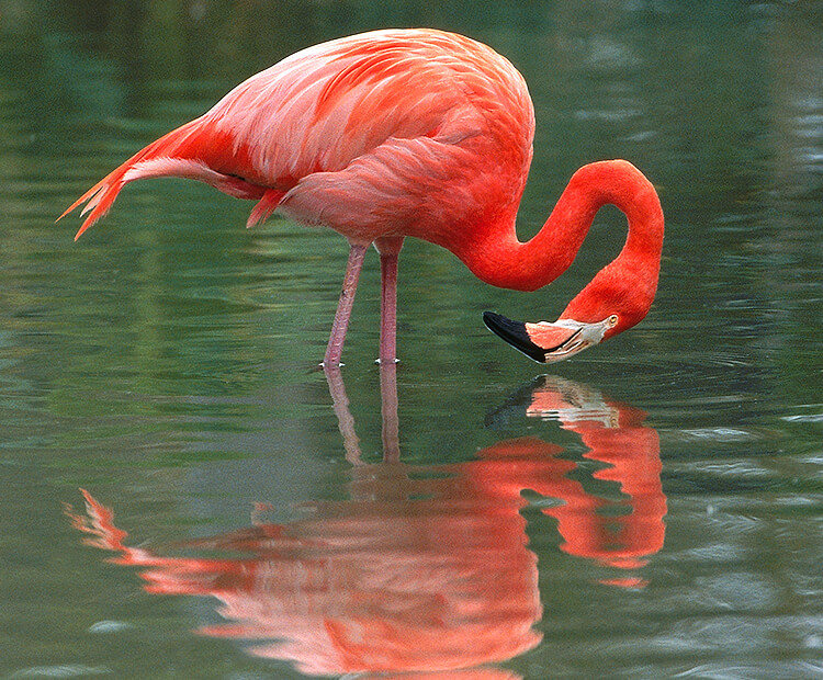 San Diego Zoo Flamingo