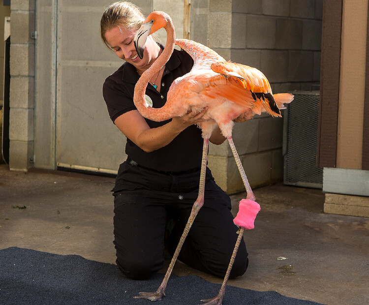 One of Floyd's wildlife care specialists helps him to stand.