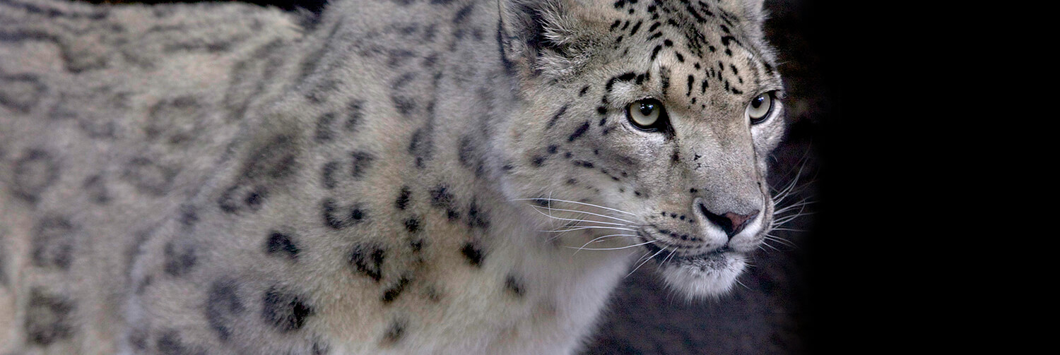 Snow leopard looking to the right