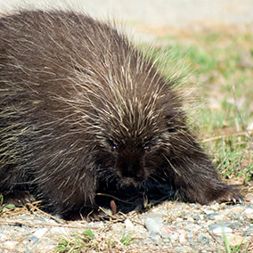 Angry porcupine