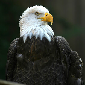 Bald eagle looking right